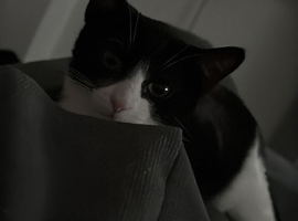 Kitten for sale
