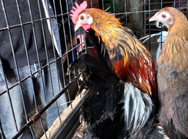 Gold Dutch Bantams