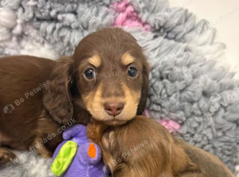 Beautiful litter of Long-haired Miniature Dachshund Puppies