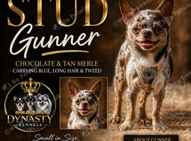 Chocolate and tan Merle carrying longhair chihuahua