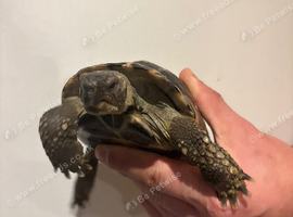 Herman Tortoise
