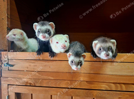 Ferrets For Sale