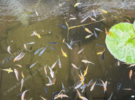 Koi