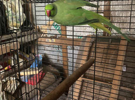 India ring neck