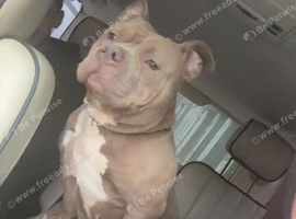 Needs home asap
