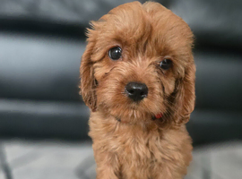 Beautiful cavapoo babies