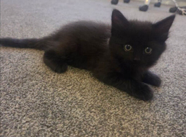 Last remaining 9 week old kitten