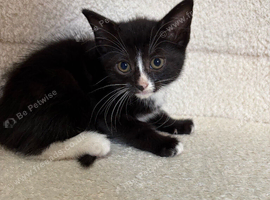 Female kittens