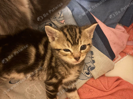 Bengal kittens available now