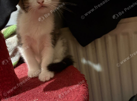Kittens for sale
