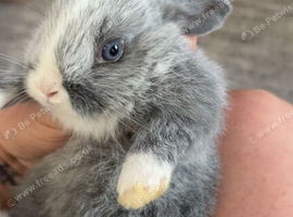Mini lops for sale