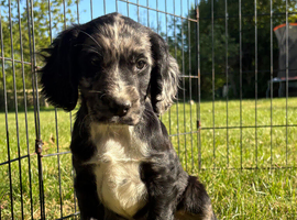 Cocker spaniel