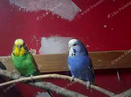 Beautiful breeding pair of budgies