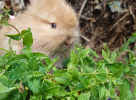 Angora buck