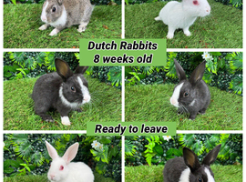Dutch rabbit babies 8 weeks old