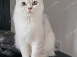 2 unusual british shorthair girls