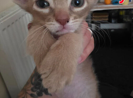 Abyssinian cross kittens looking for their new homes
