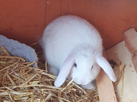 Baby rabbits mini lop