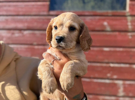 Gold cocker boy