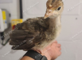 ☆ 2 x norfolk bronze turkey poults ☆