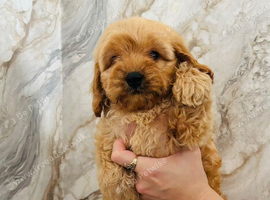 Adorable Cavapoo puppies