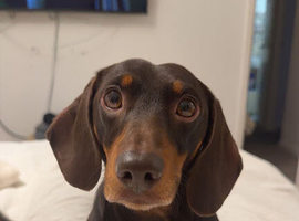 Woody