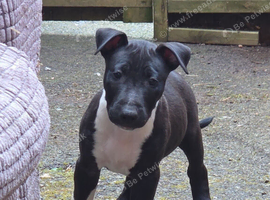 Working Ebt male AVAILABLE