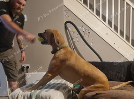 Rhodesian Ridgeback x lurcher