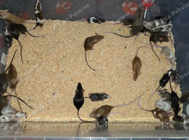 Fancy Mice Babies available, Mostly Females