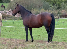 All rounder 15hh 15yr loving mare