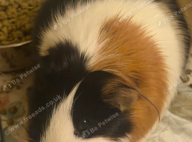 Two sweet guinea pigs