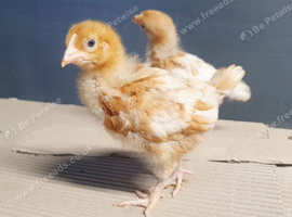 Chicken's/ hens for sale
