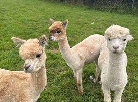 3 Yearling Pet Boy Alpacas