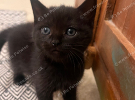 Ragdoll kittens for sale