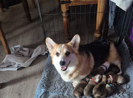 Pembrokeshire Welsh Corgi puppies