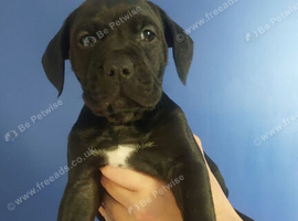 Beautiful English Bulldog X Cane Corso puppies