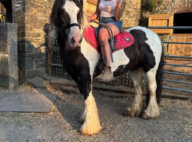 13&rsquo;2 - 15yo - mare