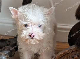 White Yorkshire Terrier Boy & Girl