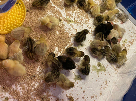 Button quail