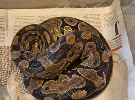 Het pied female