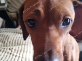 RHODESIAN RIDGEBACKS PUPPIES