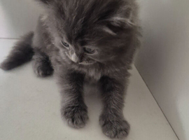 Main coon x mixed breed