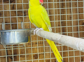 Yellow ring bexk