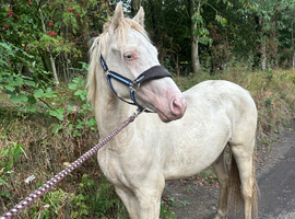 Nice flashy gelding