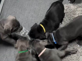 Massive Bloodline Cane Corso Puppies
