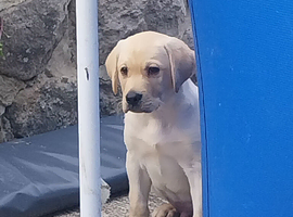 Labrador  boy puppies