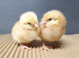 Female chicks chickens hens