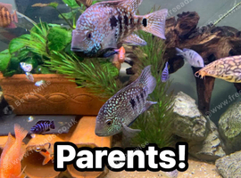 Texas cichlids