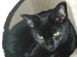 Young cat