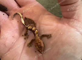 Crested gecko flame